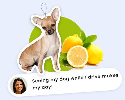 Dog and lemon